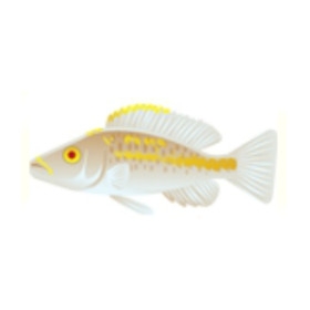 Compressiceps Cichlid